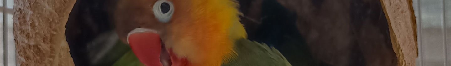 banner de redes sociales